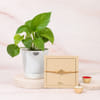 Wishing Tree Rakhi And Money Plant Combo